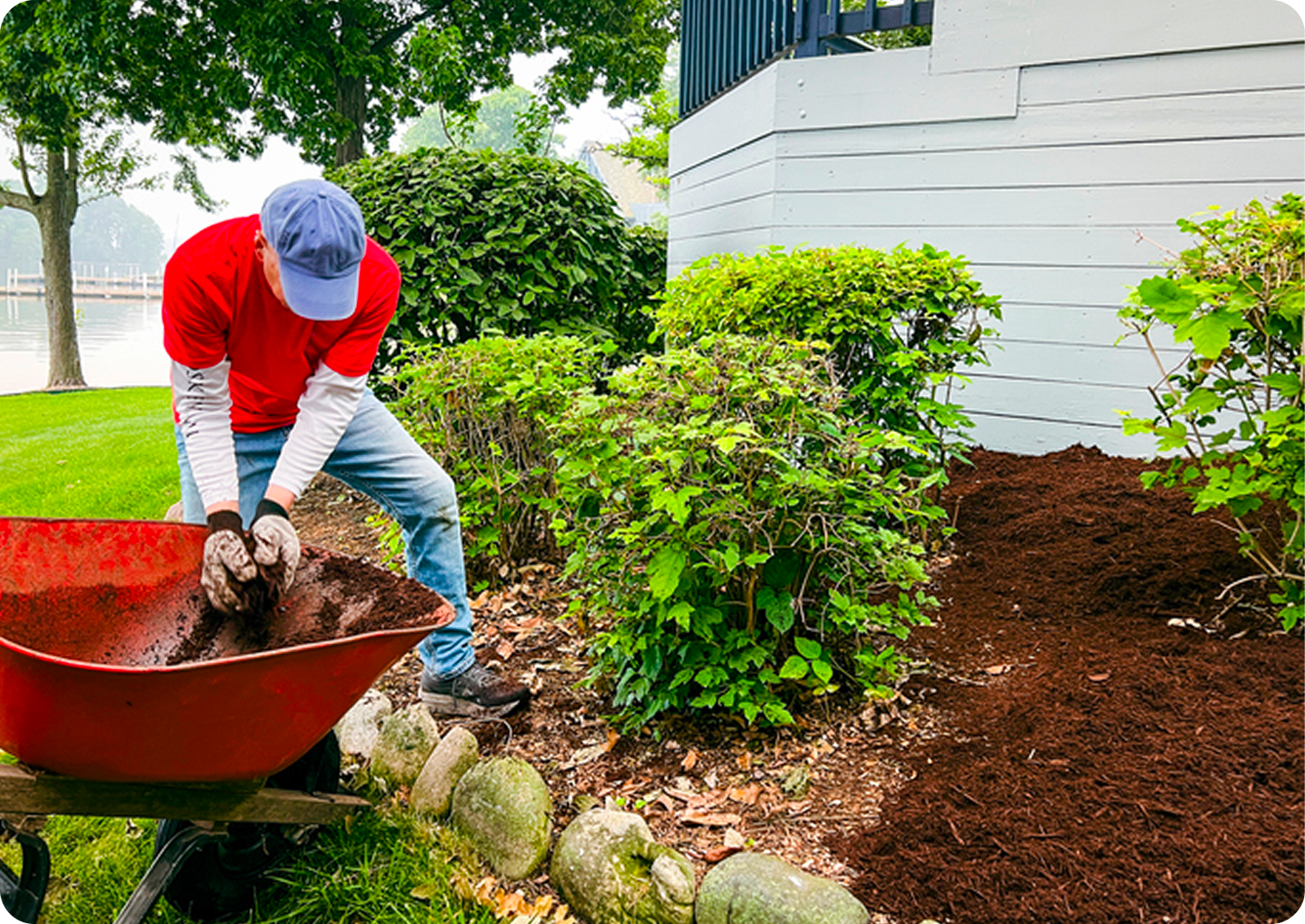 Gardener spreading mulch near house shrubs.